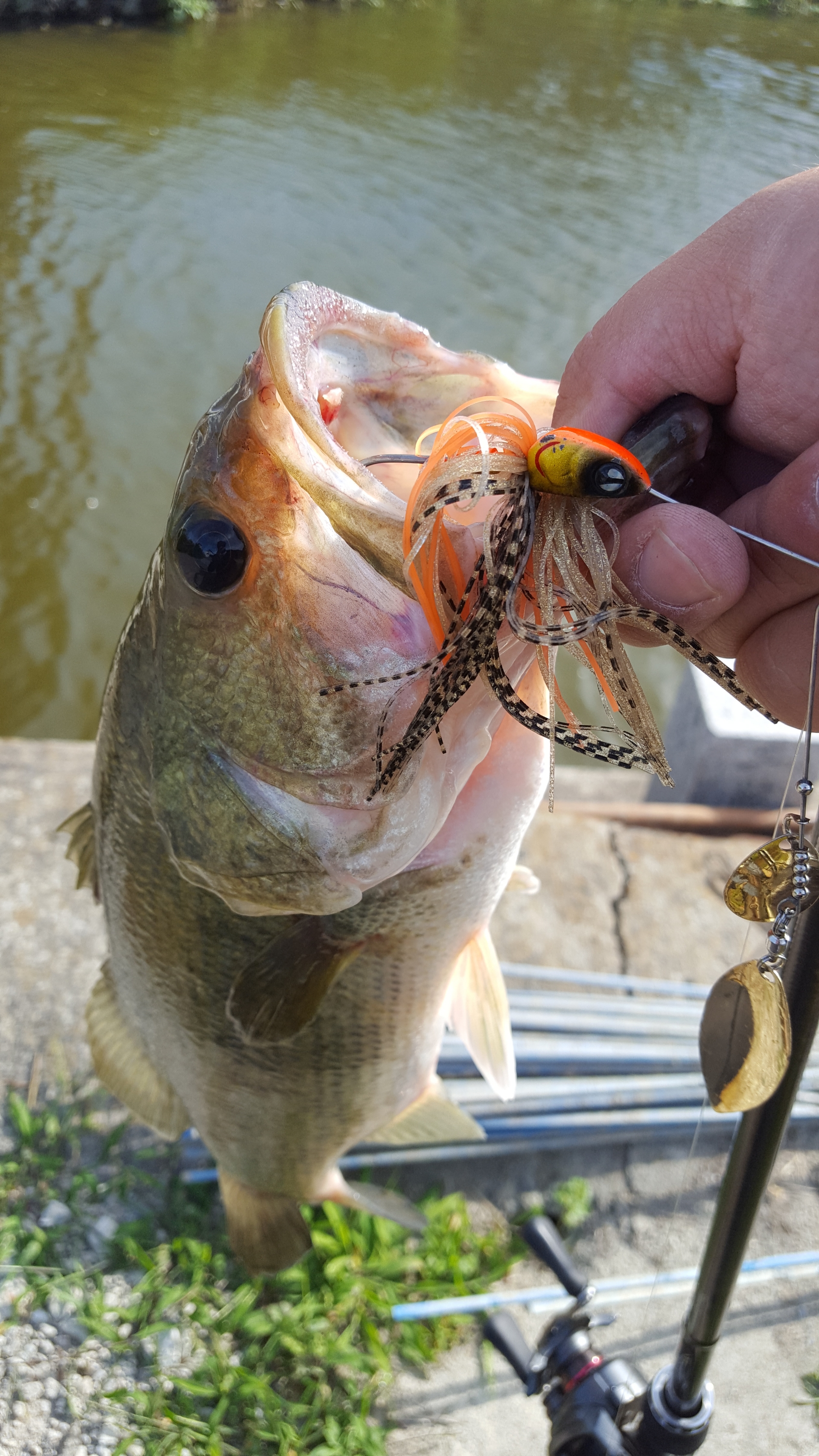 小規模河川のパターンは ザリガニ Stay Fishing 小規模河川のパターンは ザリガニ Stay Fishing