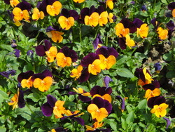DSC00101
