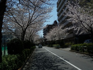 omiya (159)