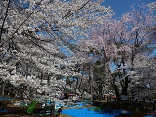 omiya (102)