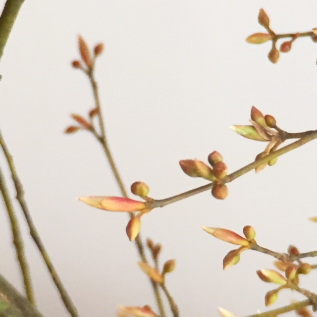 光る植物 ジュエルオーキッド に 黒文字 最近の花屋さんは凄いんです Stella Powered By ライブドアブログ