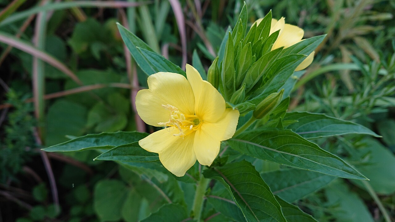 富士には月見草がよく似合う か どこでも Walkin 3 富士には月見草がよく似合う か どこでも Walkin 3