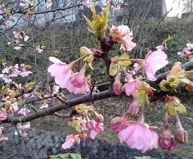 IMG_20210221_163952cc