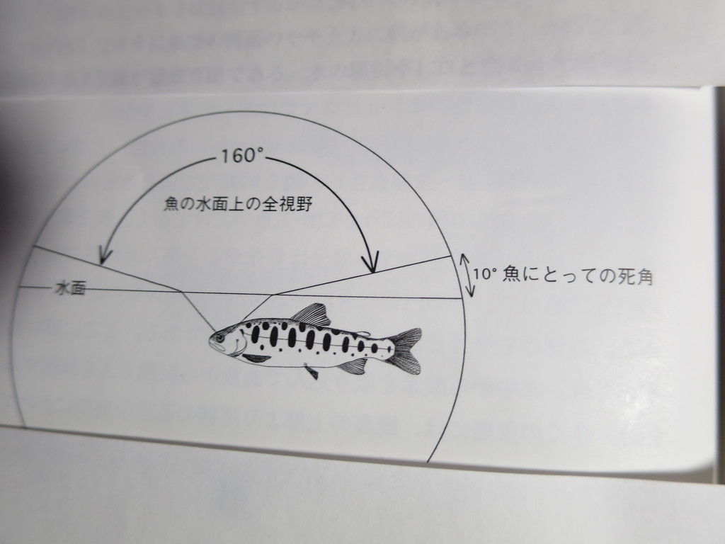 魚の視野 コーチャンの本流釣り