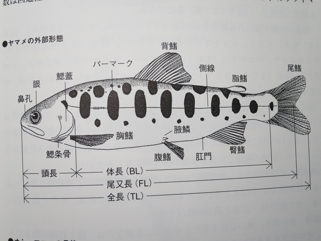 魚のサイズ 測り方 コーチャンの本流釣り