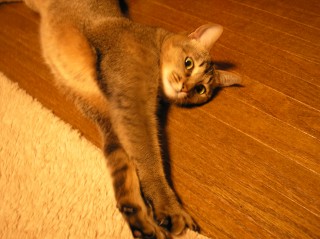 くりやっこ 1