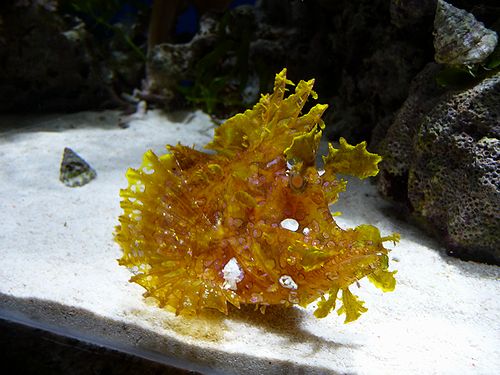 沼津港深海水族館行ってきました 彼とその人生はすｂ ｒｙ