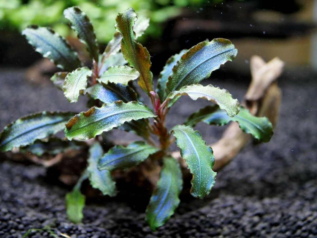 陰性植物 ブセファランドラ Sp クダガン ブセの魅力の一つ ラメ 亜熱帯s地区 店主のっち 陰性水草と生きる 陰性植物 ブセファランドラ Sp クダガン ブセの魅力の一つ ラメ 亜熱帯s地区 店主のっち 陰性水草と生きる