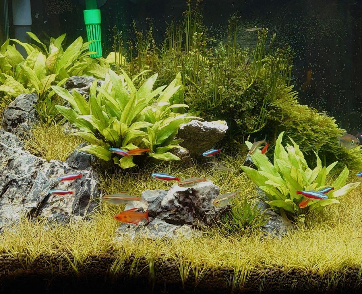 アクアリウム照明の性能比較してみた 水草水槽を作るなら必須 亜熱帯s地区 店主のっち 陰性水草と生きる アクアリウム照明の性能比較してみた 水草水槽を作るなら必須 亜熱帯s地区 店主のっち 陰性水草と生きる