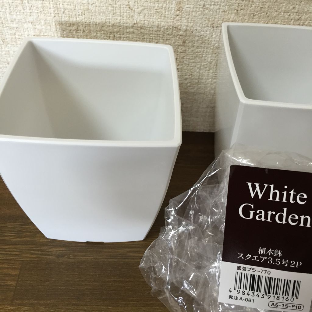 Plant Shopping チランジア エアプランツ Still Life