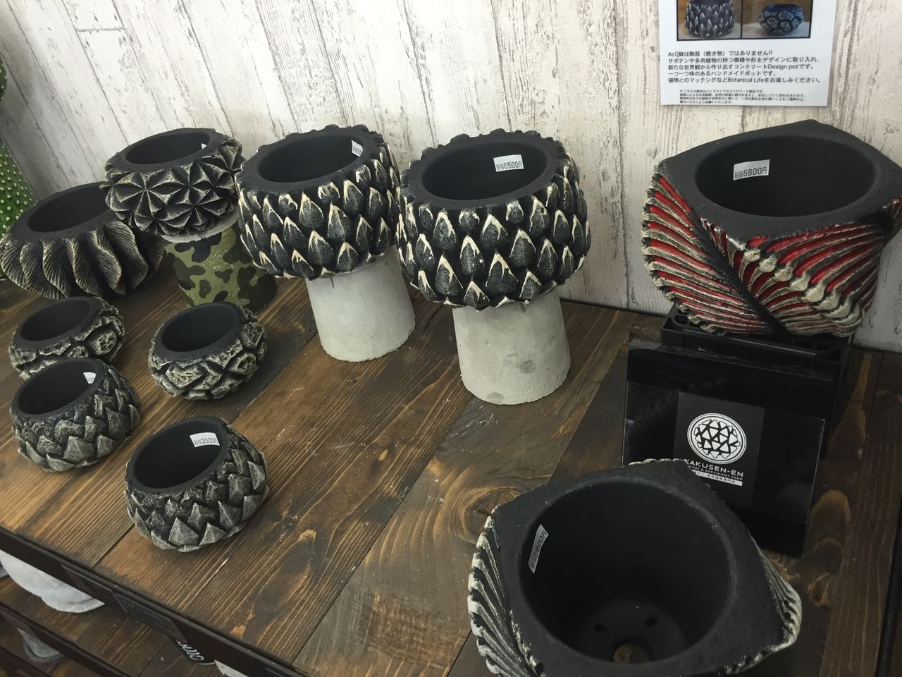 ケラリアピグマエア invisibleink 鶴仙園 鉢 【公式通販】