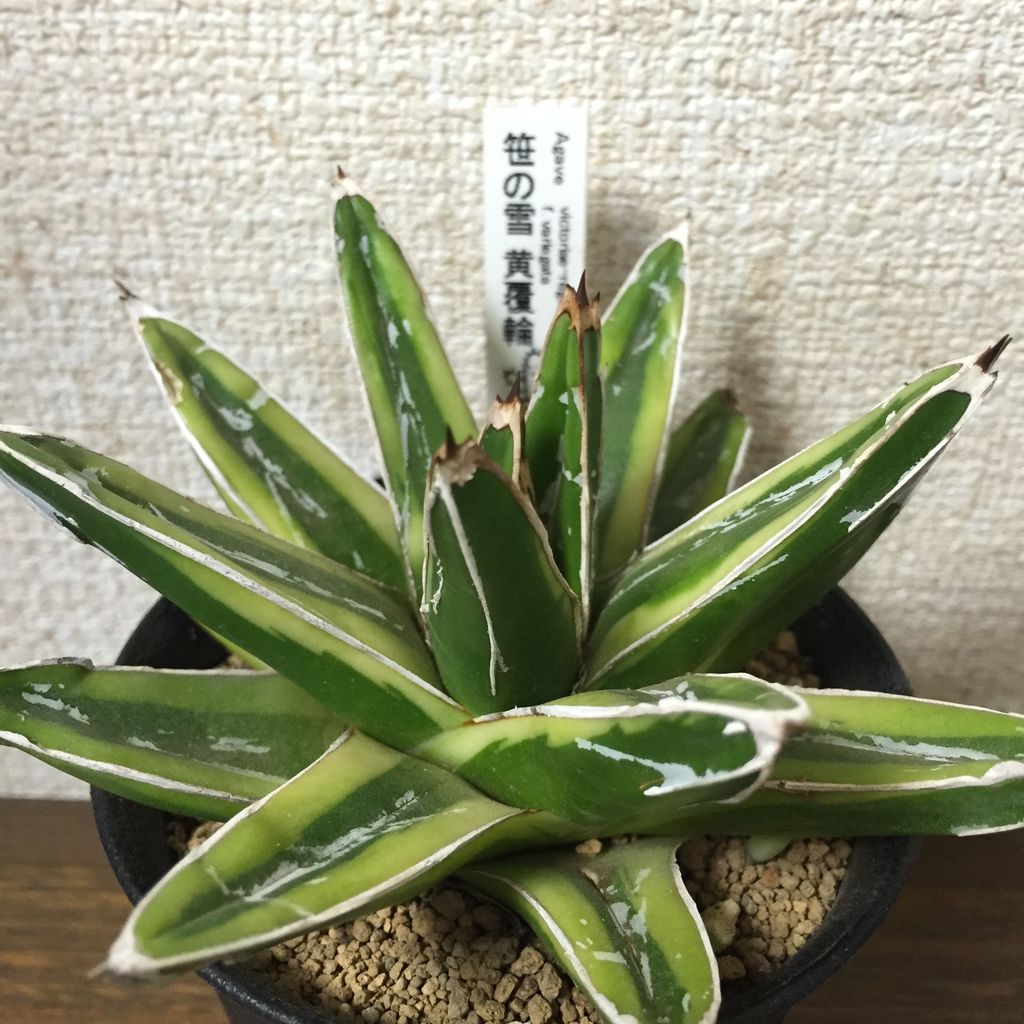 Plants アガベ 笹の雪 黄覆輪 Still Life