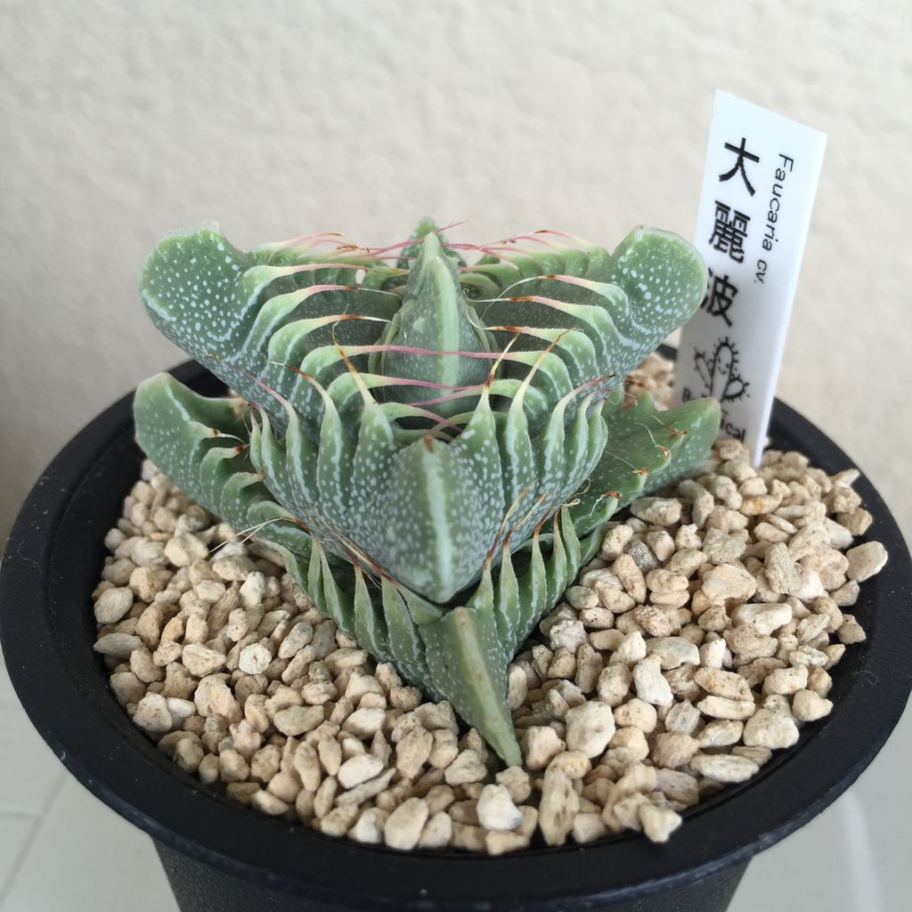 16 夏の サボテン 多肉植物ビッグバザール Still Life 16 夏の サボテン 多肉植物ビッグバザール Still Life