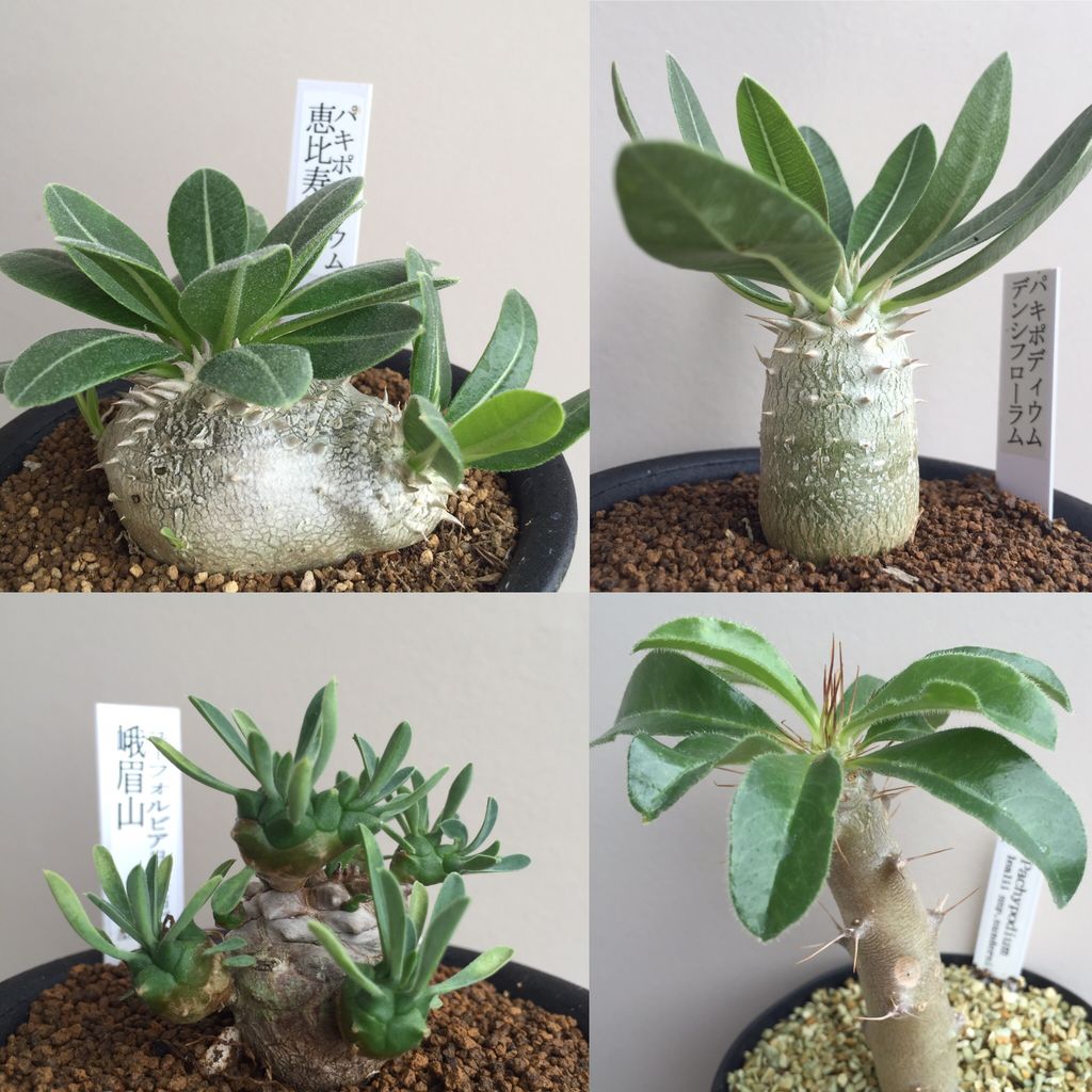 16年7月24日 五反田toc サボテンと多肉植物の即売会 Still Life