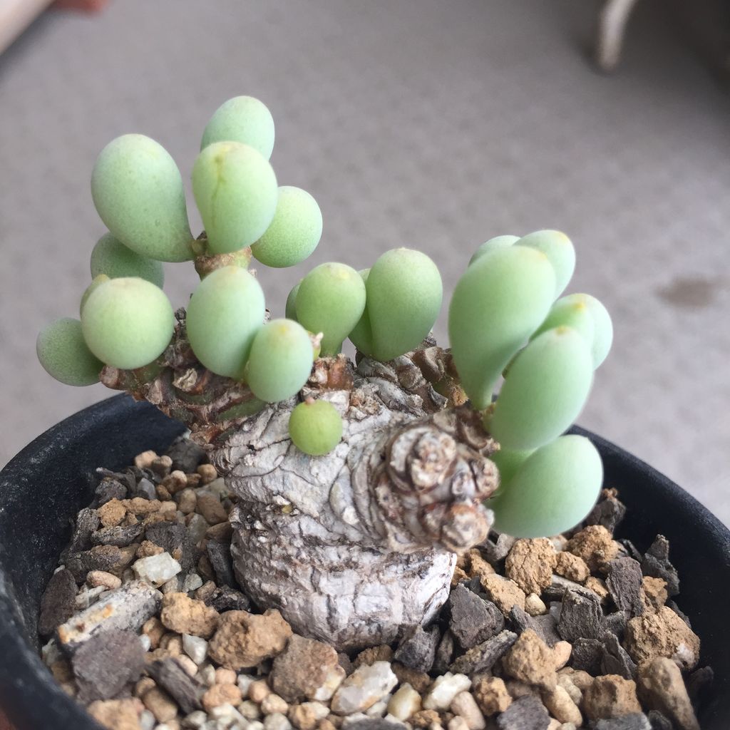 失敗しない実生の4つのコツ】Othonna clavifolia オトンナ