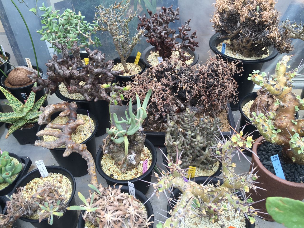 鶴仙園 ryuhoou plant pot 鉢 jaten 新品 【公式通販】
