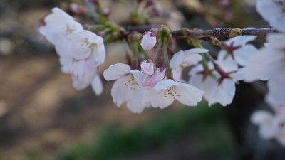 29511321_1051424851662557_145221853416399008_n