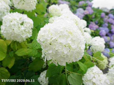 DSC03131 (2)