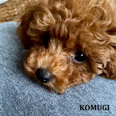 komugi