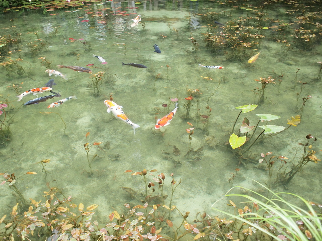 モネの池から紫陽花めぐり 21世紀の森公園 Bienvenue Chez Nous ようこそ我が家へ Powered By ライブドアブログ