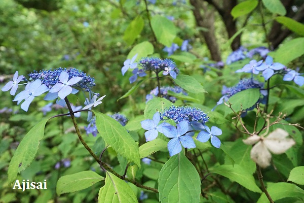 ブルーの紫陽花雨あがりで綺麗です Bienvenue Chez Nous ようこそ我が家へ Powered By ライブドアブログ ブルーの紫陽花雨あがりで綺麗です Bienvenue Chez Nous ようこそ我が家へ Powered By ライブドアブログ