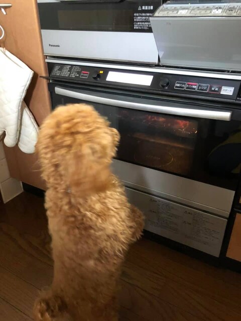 砂ぎもジャーキーの作り方 わんこのおやつ Bienvenue Chez Nous ようこそ我が家へ Powered By ライブドアブログ 砂ぎもジャーキーの作り方 わんこのおやつ Bienvenue Chez Nous ようこそ我が家へ Powered By ライブドアブログ