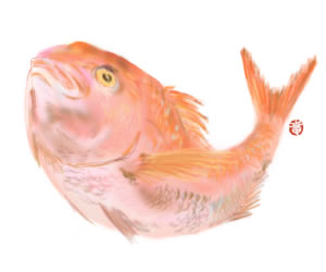 Tai 鯛 Japanese Sea Bream blog blog blog Tai 鯛 Japanese Sea Bream blog blog blog