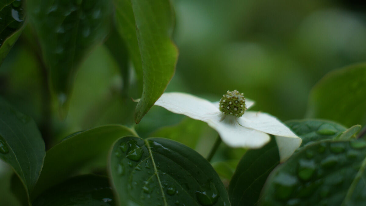 yamaboushiDSC00450