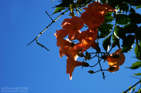 natuhana3485