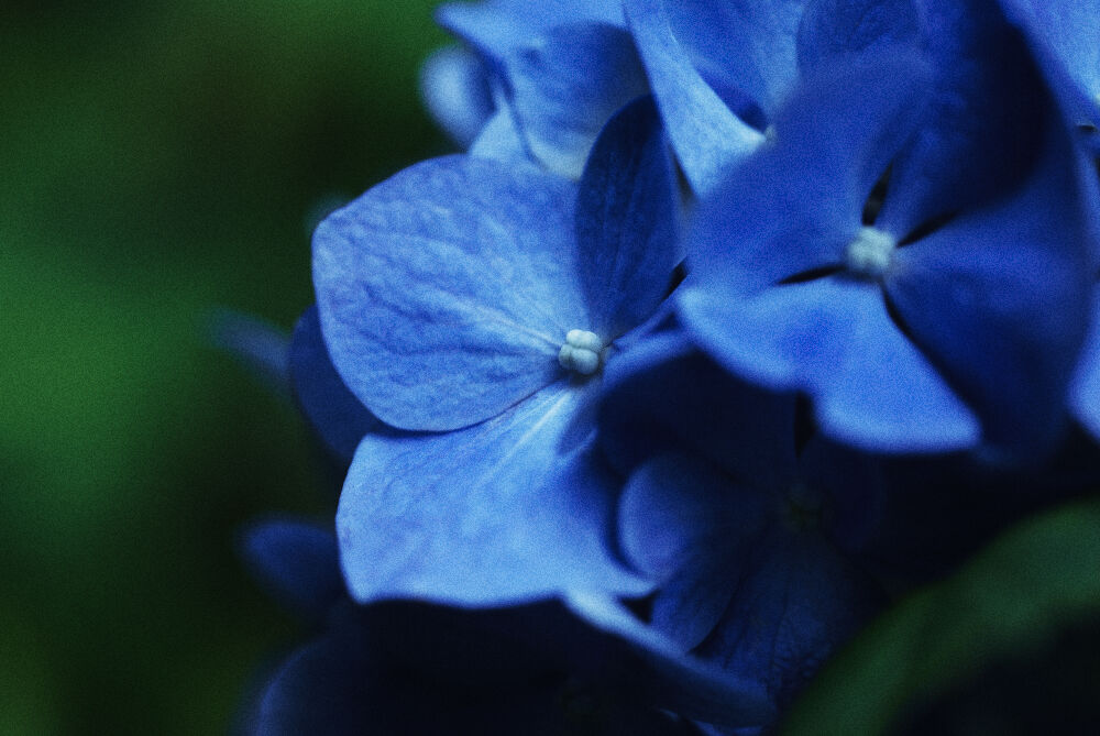 ajisai2_DSC06597