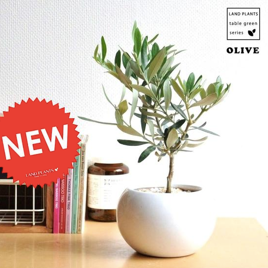 オリーブの木 観葉植物 ギフト 室内用 白色丸型陶器に植えた置き場所を選ばない可愛い 卓上サイズのオリーブの木 通販 いえのしごと
