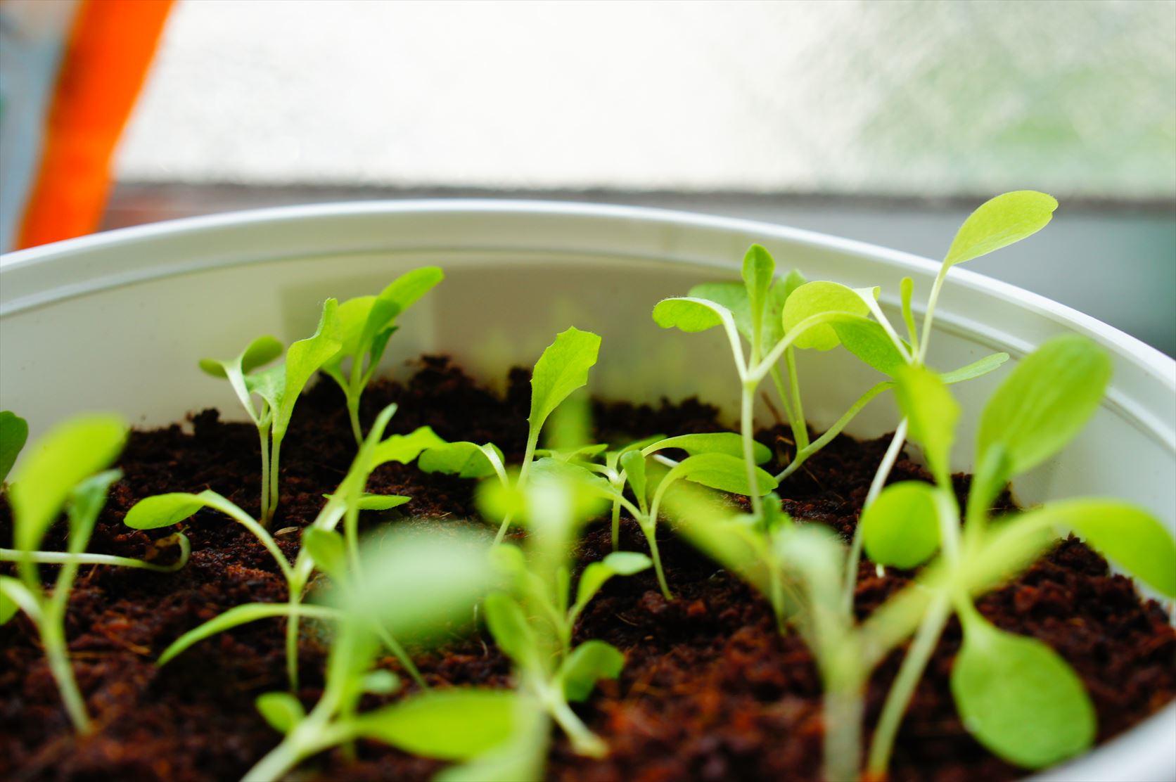 ファミマガーデン ガーデンレタスミックス を買いました こっそりと Livedoor Blog ファミマガーデン ガーデンレタスミックス を買いました こっそりと Livedoor Blog