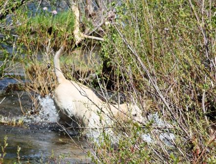McCloud River, 5 web, 5-20-'12IMG_7047