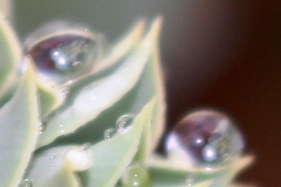 After snow, 11-21-2016 098