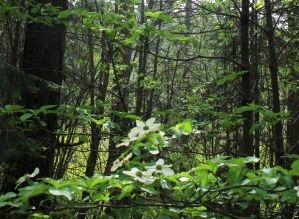 89 web,  McCloud River, 5-24-2013 559