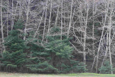 IMG_7240(1)