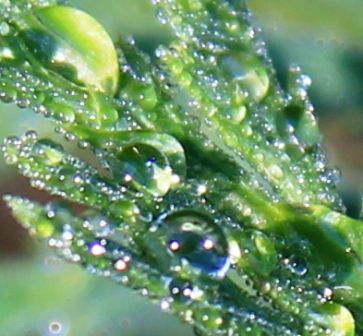 26 web, Cattle camp, 9-25-2013 131