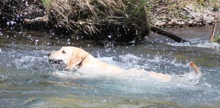 McCloud River, 4 web, 5-20-'12, IMG_7045