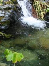 Root Creek, 10-18-09, 10 web