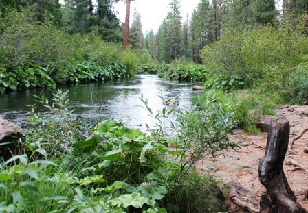 McCloud River, 21 web, 9-24-'11, IMG_8390