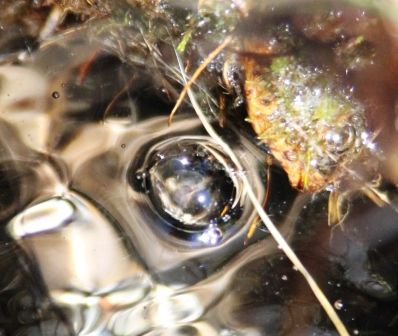 45 web, 6-22-'12, IMG_6599