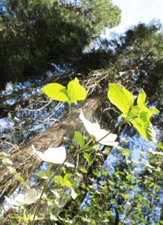 8 web, Dogwood,  McCloud River, 5-11-2013 320
