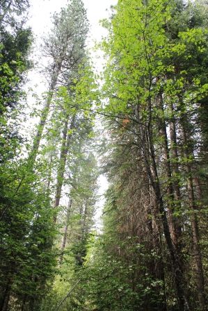 87 web,  McCloud River, 5-24-2013 544