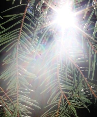 20 web, Wild Forest, 12-25-2013 336