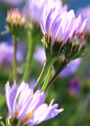  Shasta & Panther Meadows, 7-20-2014 297
