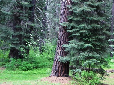  Wild Forest, 5-24-2016 005