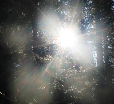 11 web, Wild Forest, 12-25-2013 262