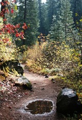 McCloud Falls , 8 web, 10-29-'10 058