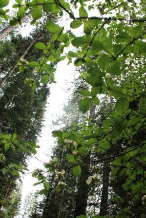 88 web,  McCloud River, 5-24-2013 550