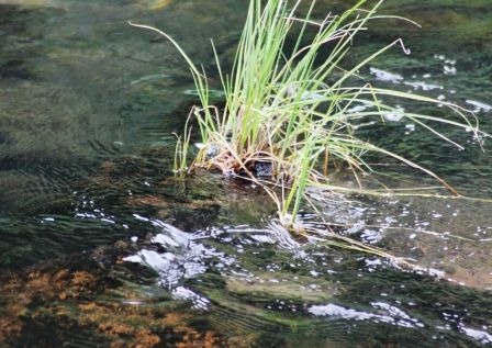 McCloud River, 6 web, 9-24-'11, IMG_8369
